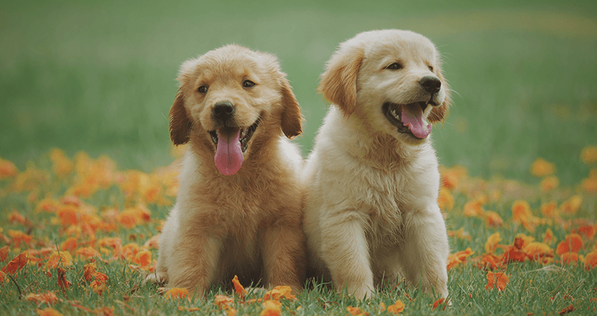 Golden Retriever puppy