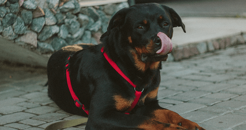 Rottweiler Breeder Pair