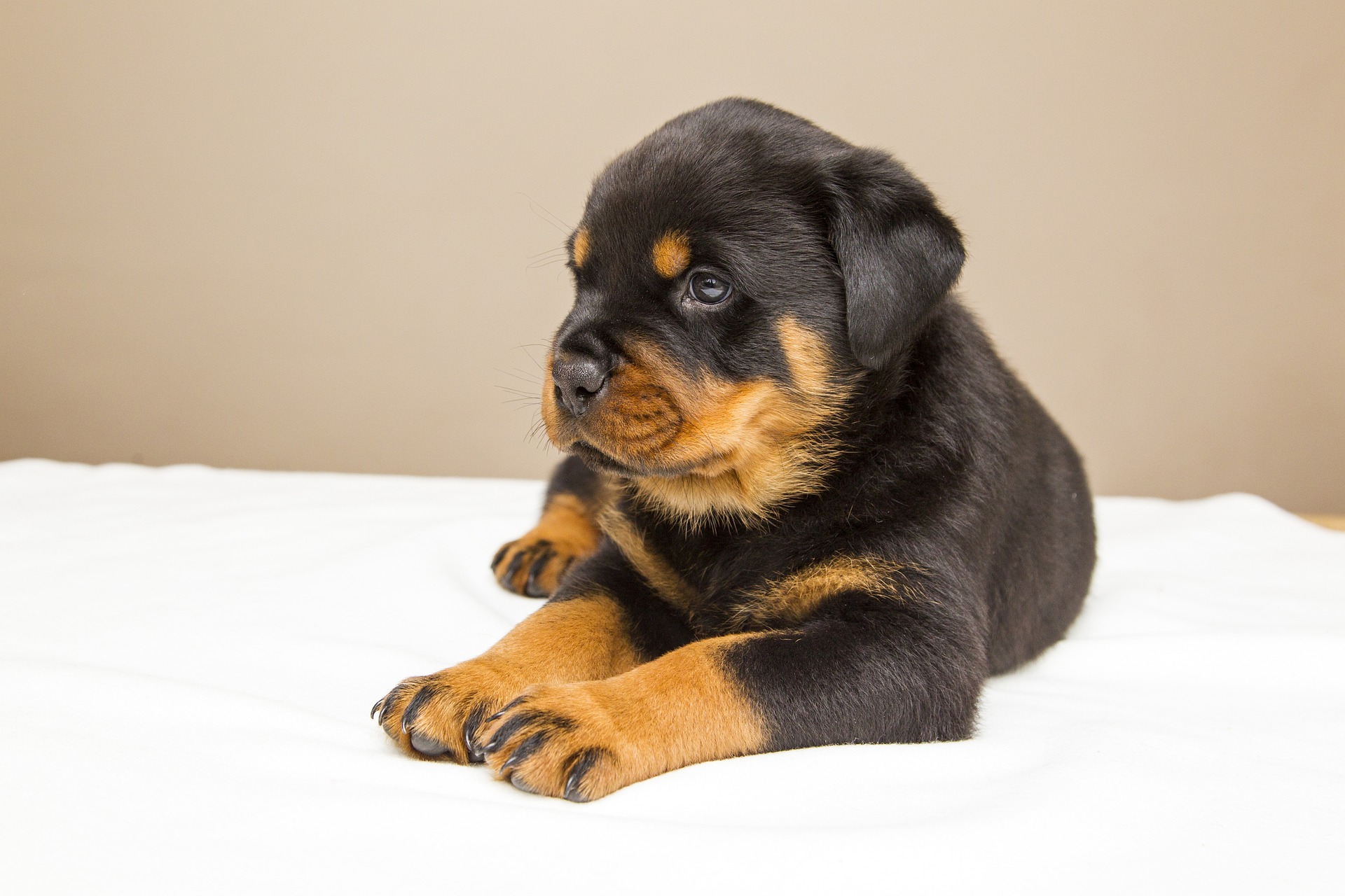 Young Rottweiler