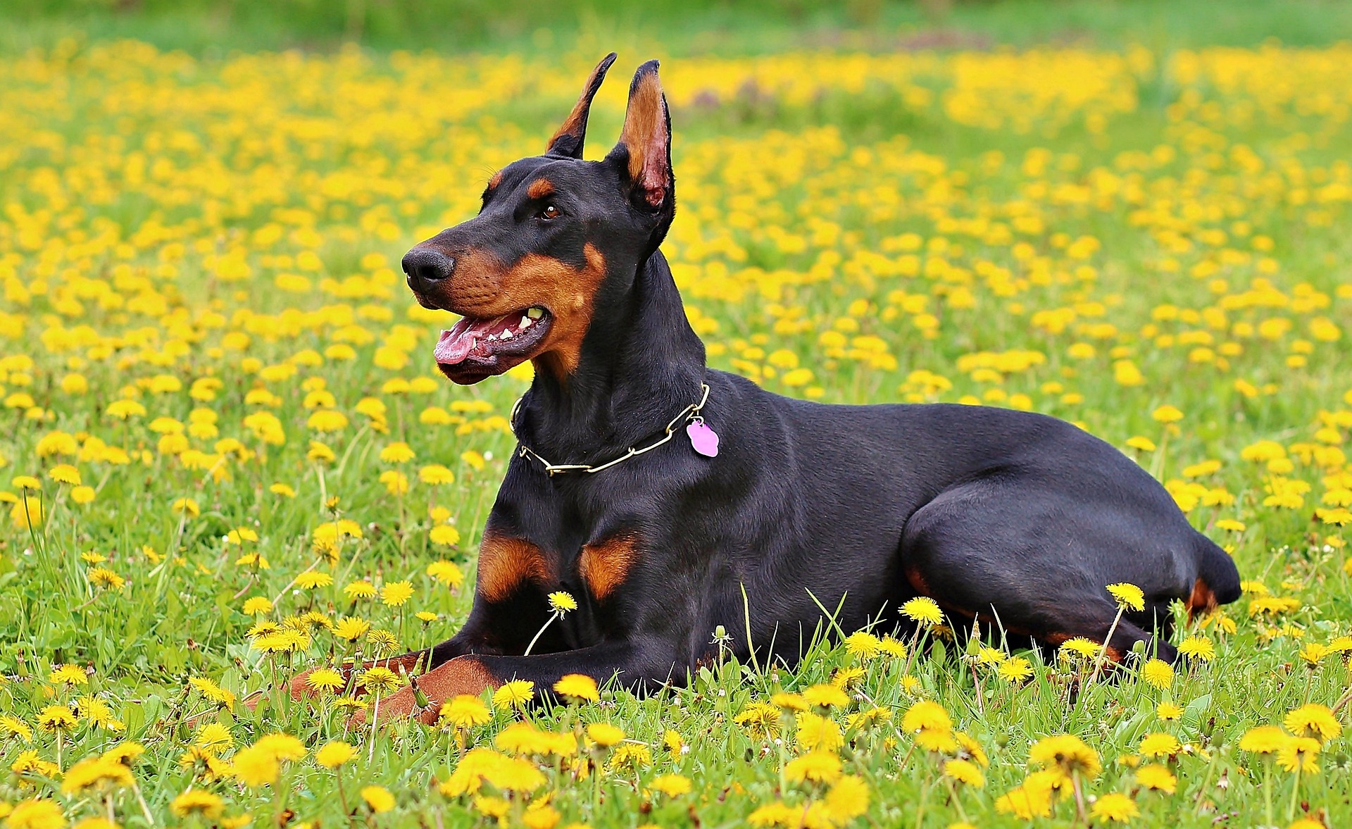 Nice Dobermann, male, age 4