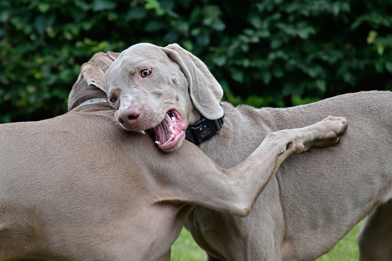 Weimaraner, Breeder selection with puppies