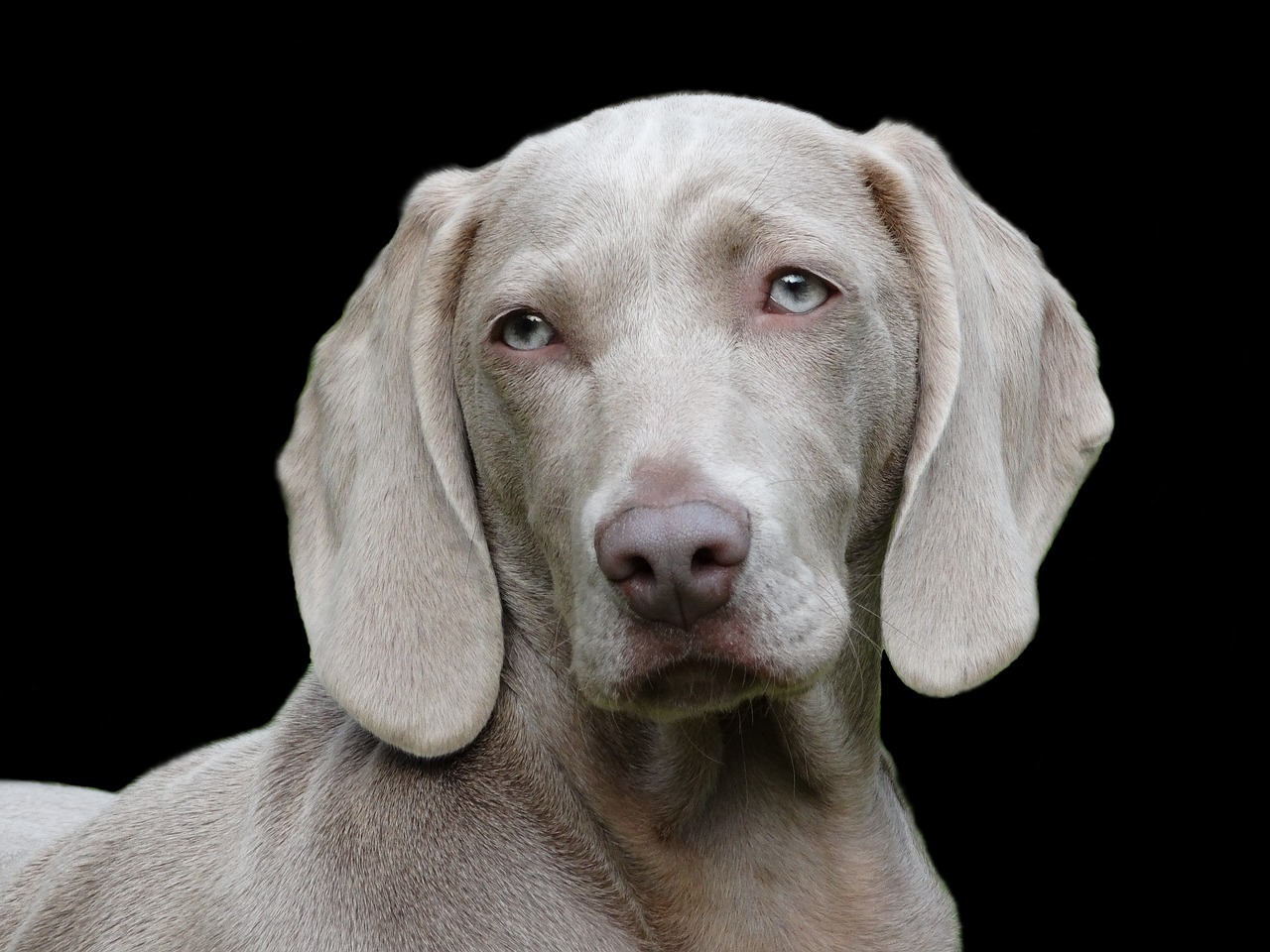 Weimaraner, Breeder selection with puppies