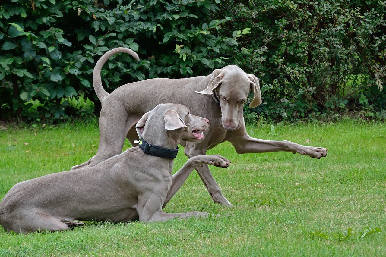 Weimaraner, Breeder selection with puppies