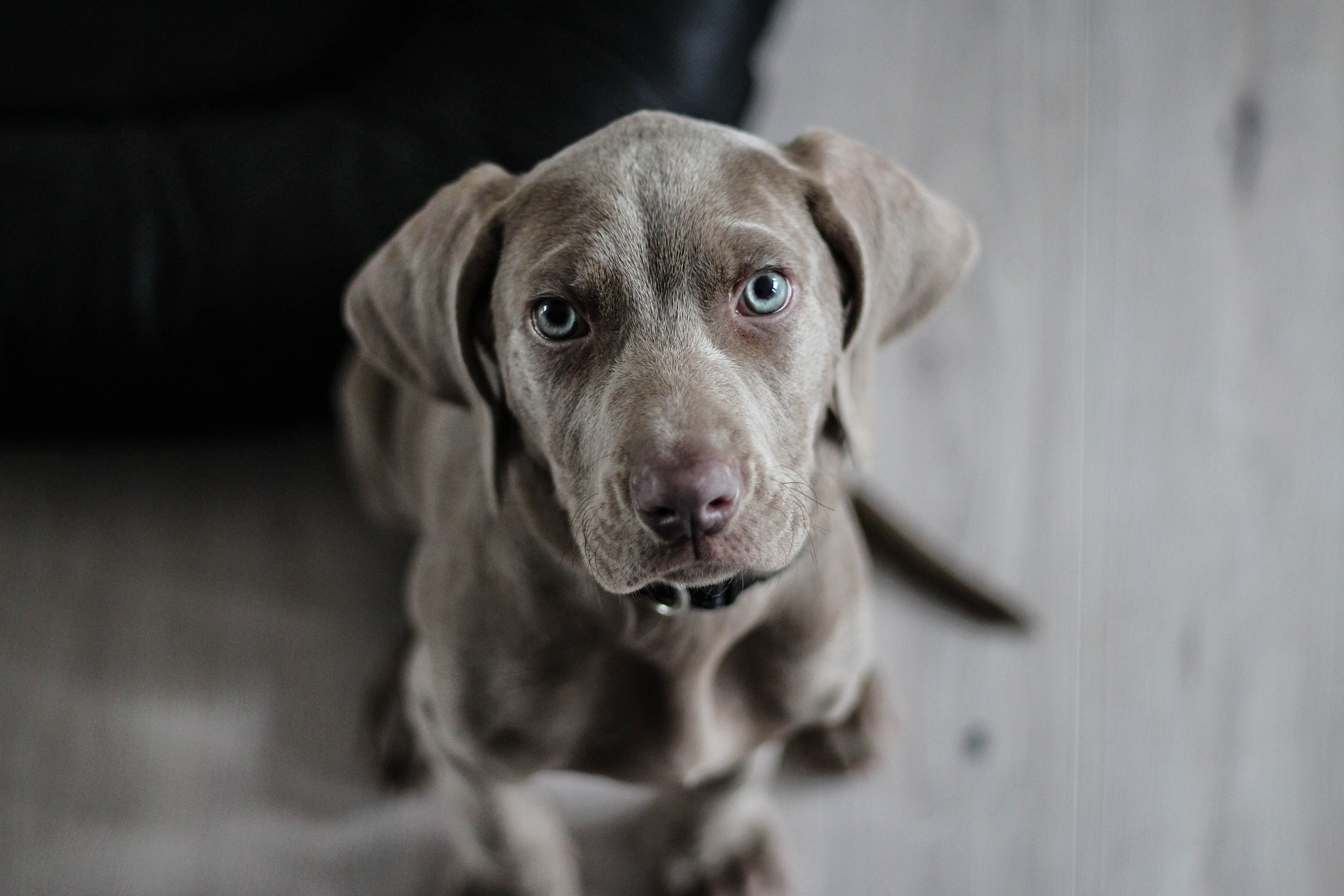 Weimaraner, Breeder selection with puppies