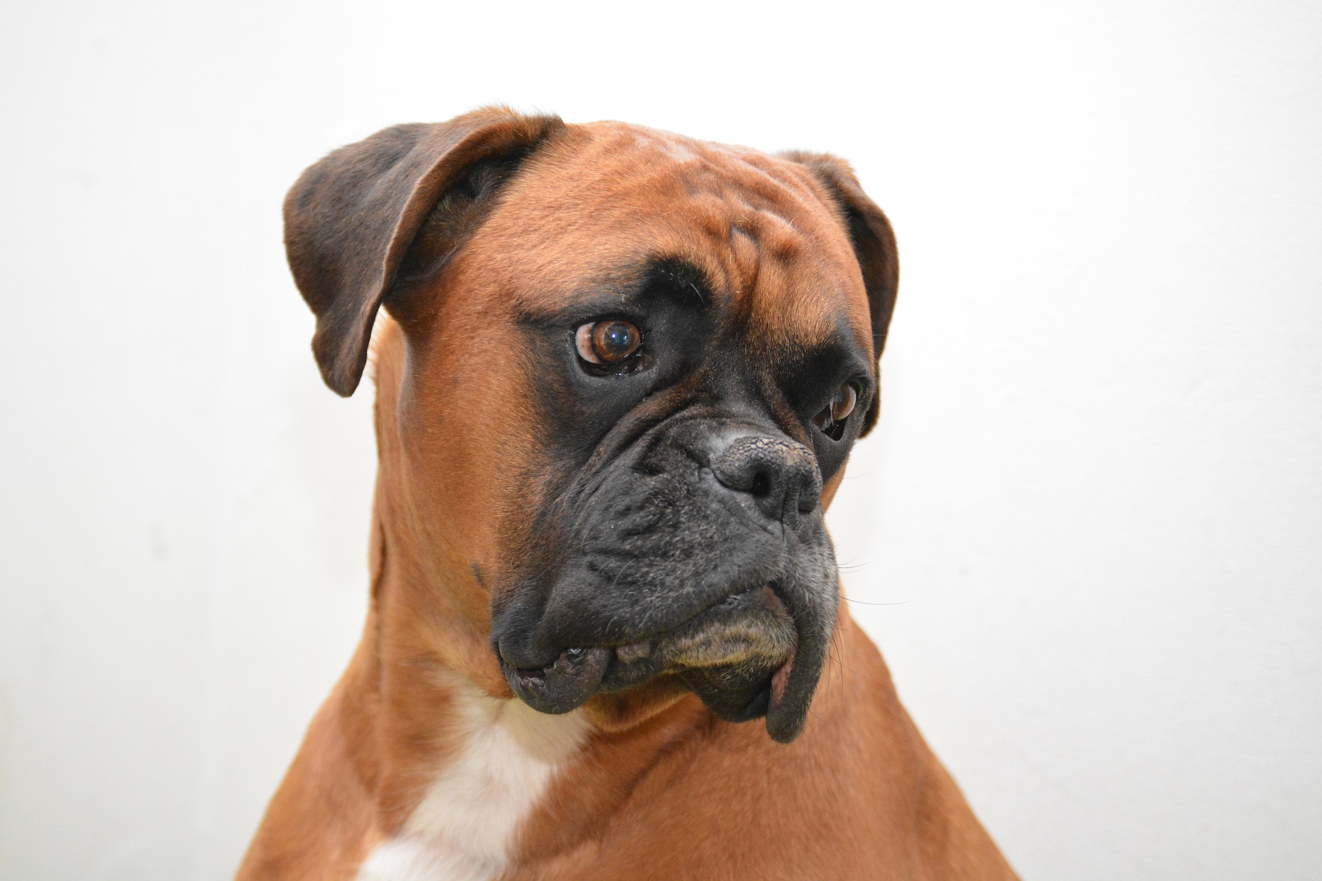 Boxer mit Papieren zu verkaufen