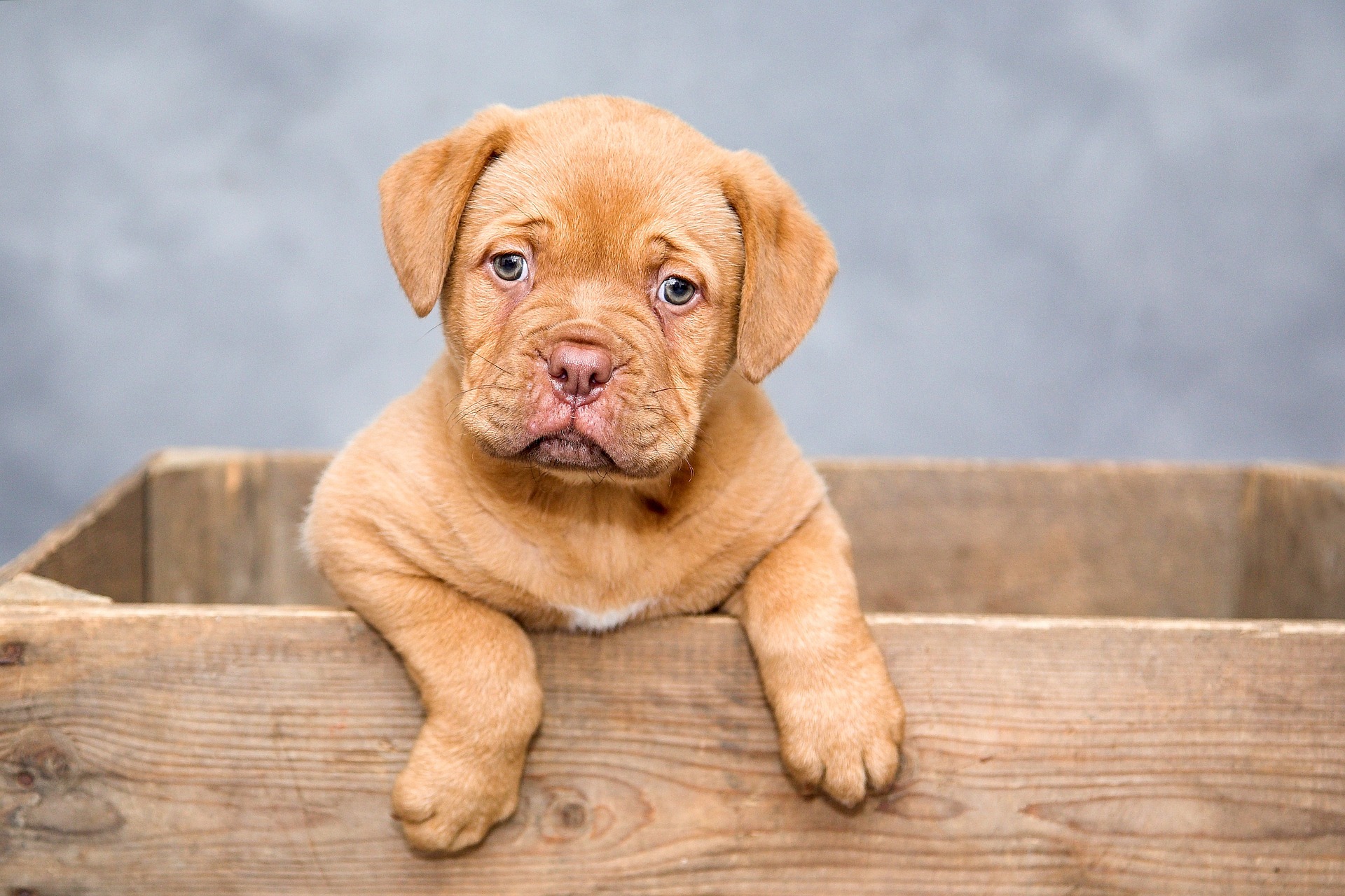 Männliche Bordeaux Dogge mit Ahnentafel